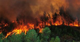 Hasta 12 años de cárcel pagarían causantes de incendios forestales en Honduras