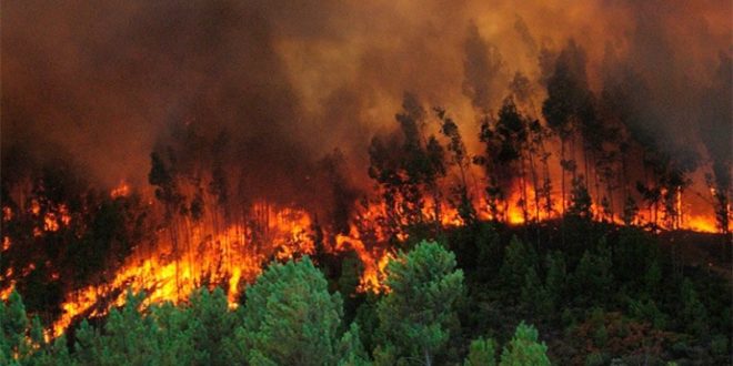 Hasta 12 años de cárcel pagarían causantes de incendios forestales en Honduras