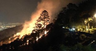 Incendio consume 30 hectáreas de bosque de pino en Tegucigalpa