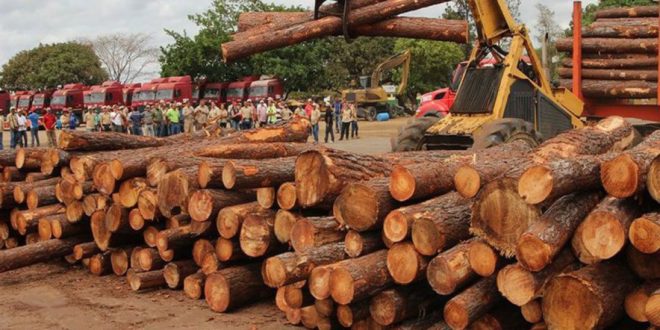 Más de USD.$ 370 millones exportó Honduras en productos forestales