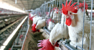 USD. $ 30 millones invertirá Fedavih en el sector avícola