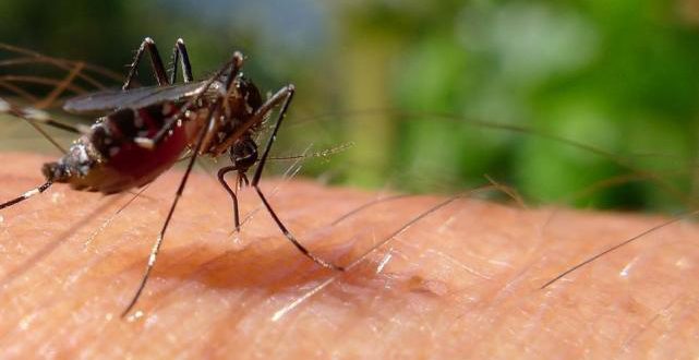 Puerto Rico declara el fin de la epidemia del zika