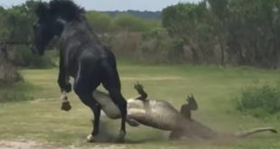 Caballo vs. Caimán, la inesperada batalla viral de la naturaleza