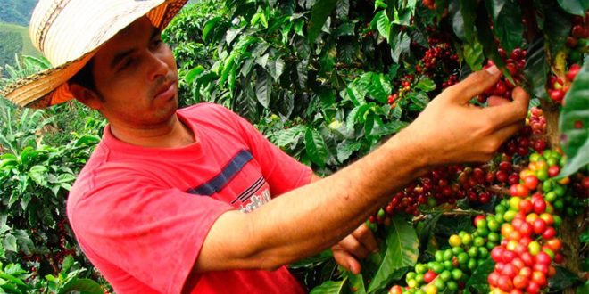 Honduras exportó más de $18.5 millones en café a Japón 