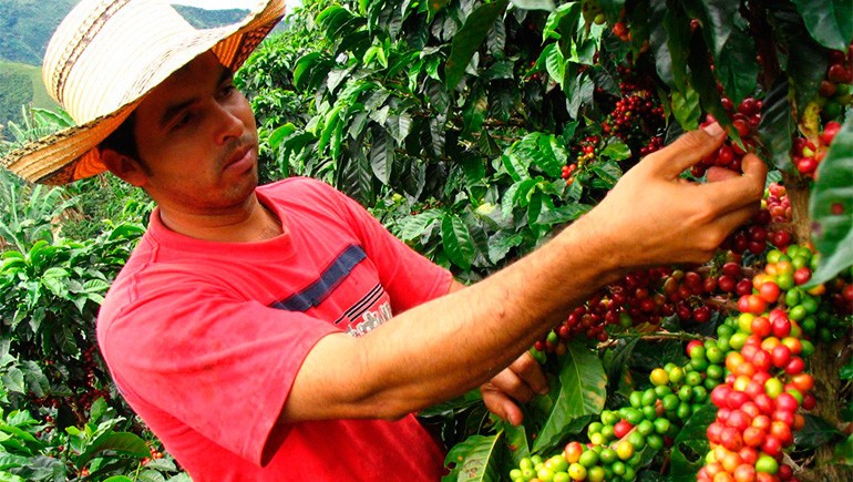 Honduras exportó más de $18.5 millones en café a Japón 