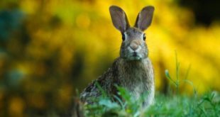 Muere un conejo gigante