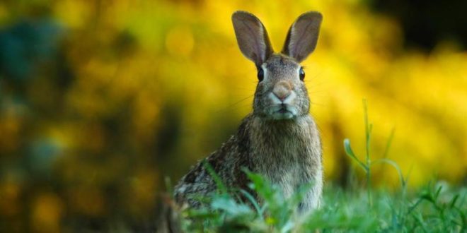 Muere un conejo gigante