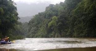 ICF: L 230 millones destinarán a la protección del bosque