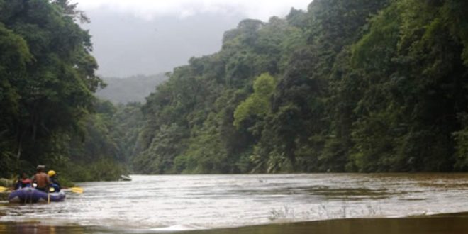 ICF: L 230 millones destinarán a la protección del bosque