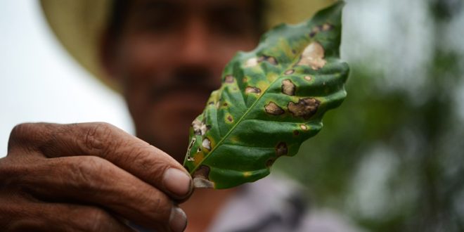 Anuncian Lps. 600 millones para combatir la roya del café