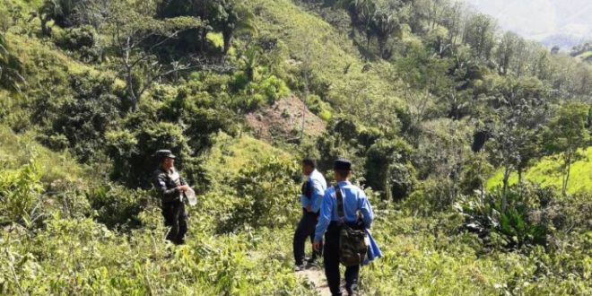 Destruyen plantación de 20 manzanas cultivadas de marihuana