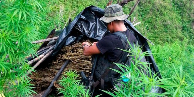 Plantación de marihuana en Olancho
