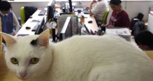 Empresa japonesa usa gatos