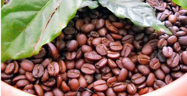 Exportación de café hondureño baja 14% en divisas
