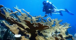 Honduras lidera compromisos voluntarios para cuidado de océanos vida submarina