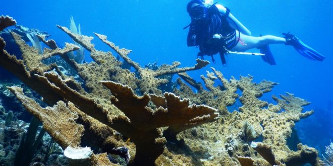 Honduras lidera compromisos voluntarios para cuidado de océanos vida submarina