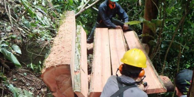 Honduras exportará madera a 28 países de Europa