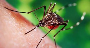 Casos de dengue y chikungunya