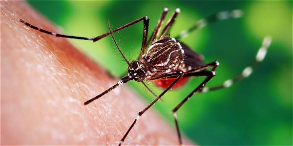 Casos de dengue y chikungunya