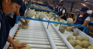 Primer embarque de melón hondureño llega a Taiwán