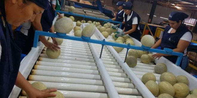 Primer embarque de melón hondureño llega a Taiwán