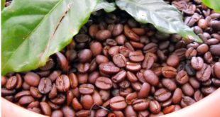Honduras baja 13% los ingresos en exportación de café
