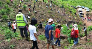 Municipalidad Sampedrana continúa la reforestación en cerro El Tigre
