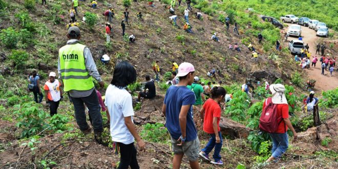 Municipalidad Sampedrana continúa la reforestación en cerro El Tigre