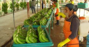 Honduras busca abrir mercado con países de Asia