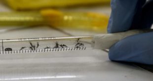 Reproducción del zika
