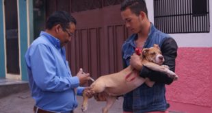 Honduras celebra el Día Mundial contra la rabia canina