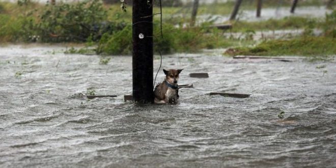 Dueños abandonan a sus perros durante inundación en Texas