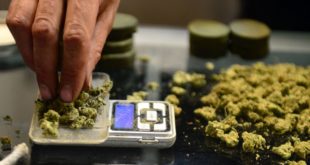 Perú aprueba el uso de la marihuana medicinal