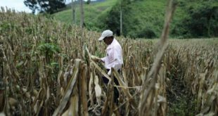 Deportar a 60,000 hondureños podría resultar contraproducente para EEUU