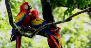 Honduras participa festival de aves del Valle de Río Grande