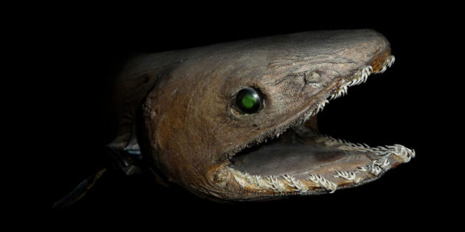 Encuentran un raro tiburón prehistórico en Portugal