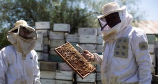 Quinua, café y abejas de Latinoamérica hacia el mundo: FAO
