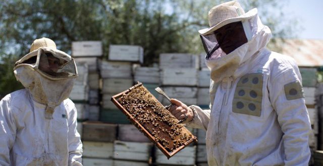 Quinua, café y abejas de Latinoamérica hacia el mundo: FAO