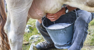 En aumento la producción de leche pese a pandemia