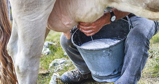 En aumento la producción de leche pese a pandemia