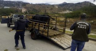 Alcaldía de Tegucigalpa decomisa caballos y vacas en áreas públicas