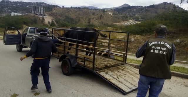 Alcaldía de Tegucigalpa decomisa caballos y vacas en áreas públicas