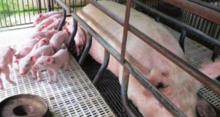 Honduras mejorará calidad genética de pie de cría porcina