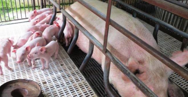 Honduras mejorará calidad genética de pie de cría porcina