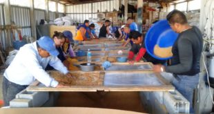 Alcaldía de Tegucigalpa prepara aserrín para alfombras de Semana Santa