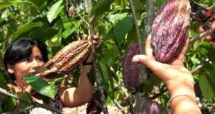 Consorcio israelí LR Group busca invertir en 5 millones de plantas de cacao hondureño