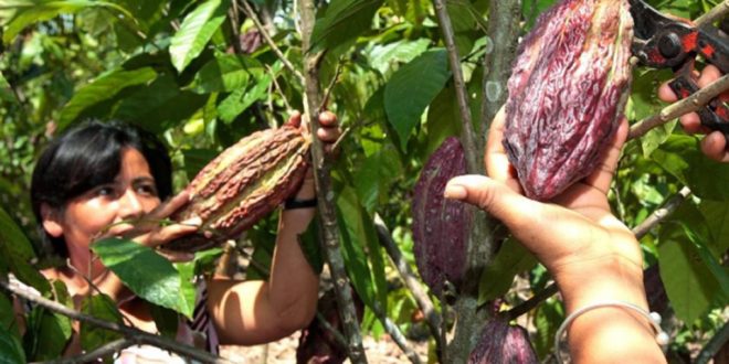 Consorcio israelí LR Group busca invertir en 5 millones de plantas de cacao hondureño