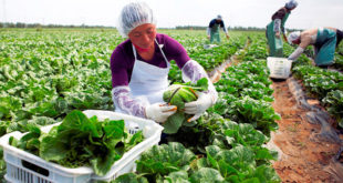 Departamento de Agricultura de EEUU capacitará exportadores hondureños