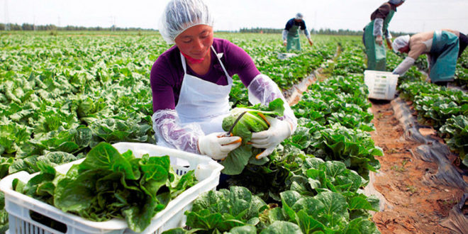 Departamento de Agricultura de EEUU capacitará exportadores hondureños