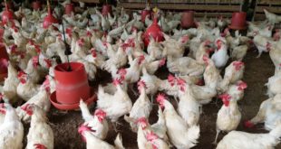Un 4% crecerá la industria avícola en 2018